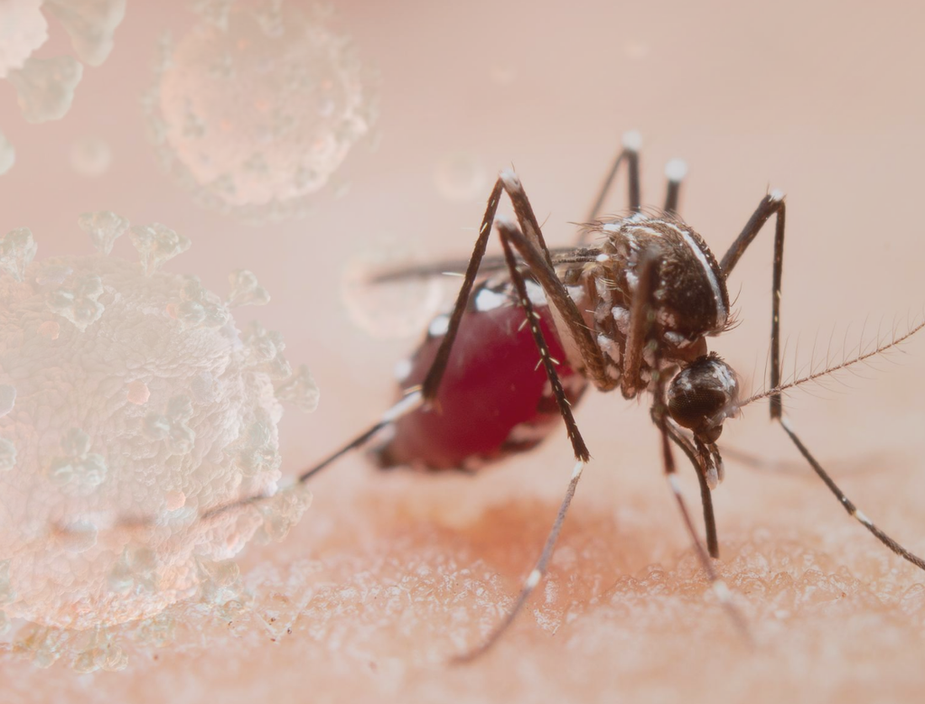 O mosquito transmissor da malária, anopheles, também é conhecido como mosquito-prego (Imagem: Reprodução/Freepik)