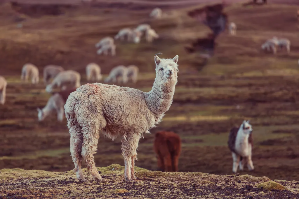 Alpacas são muito valorizadas por sua pelagem na produção de lã (Imagem: Galyna_Andrushko/Envato)
