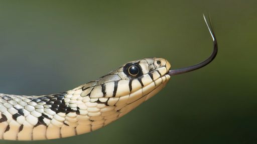 Veneno de cobra do Brasil pode inibir em 75% a multiplicação do coronavírus
