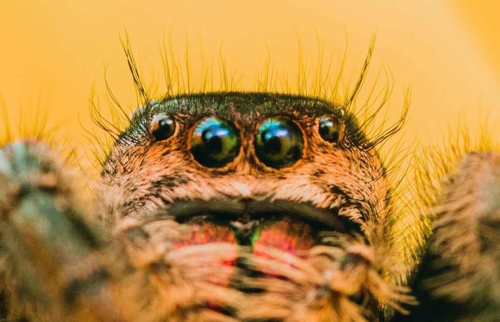 A aranha-saltadora tem oito olhos, e pode ver quase em 360 graus (Imagem: Timothy Dykes/Unsplash)