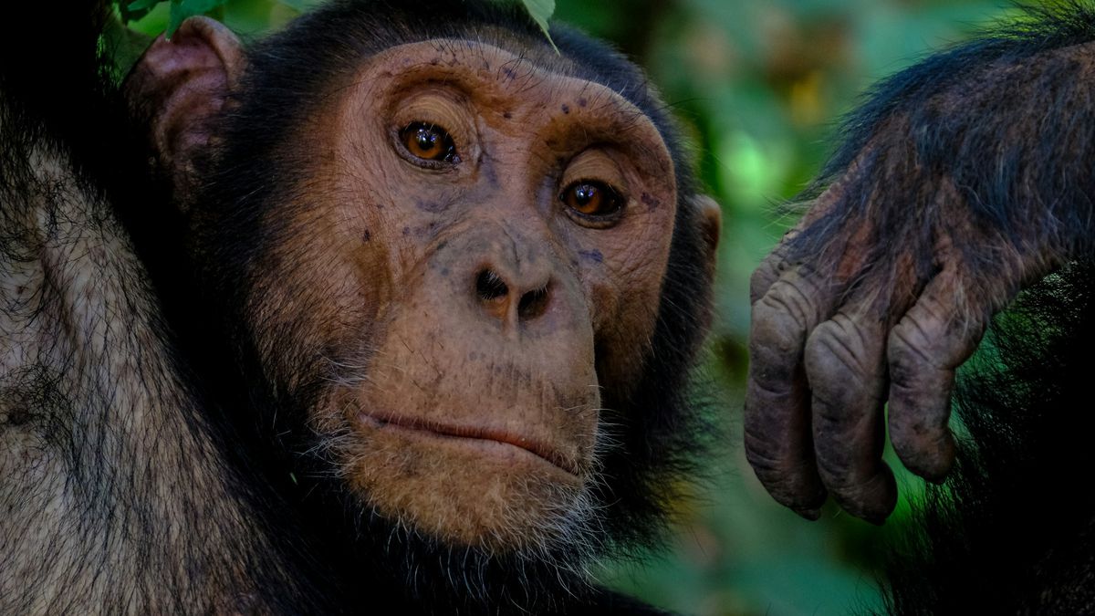 Chimpanzés usam folhas para limpar o bumbum e têm outros hábitos de higiene