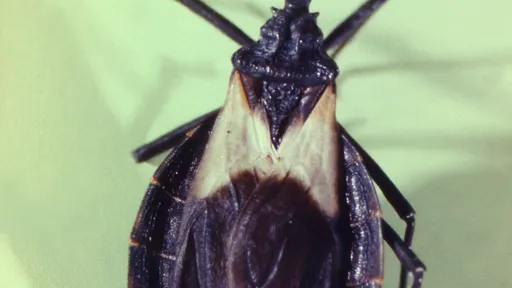 Inteligência artificial ajuda a detectar doença de Chagas por fotos de celular