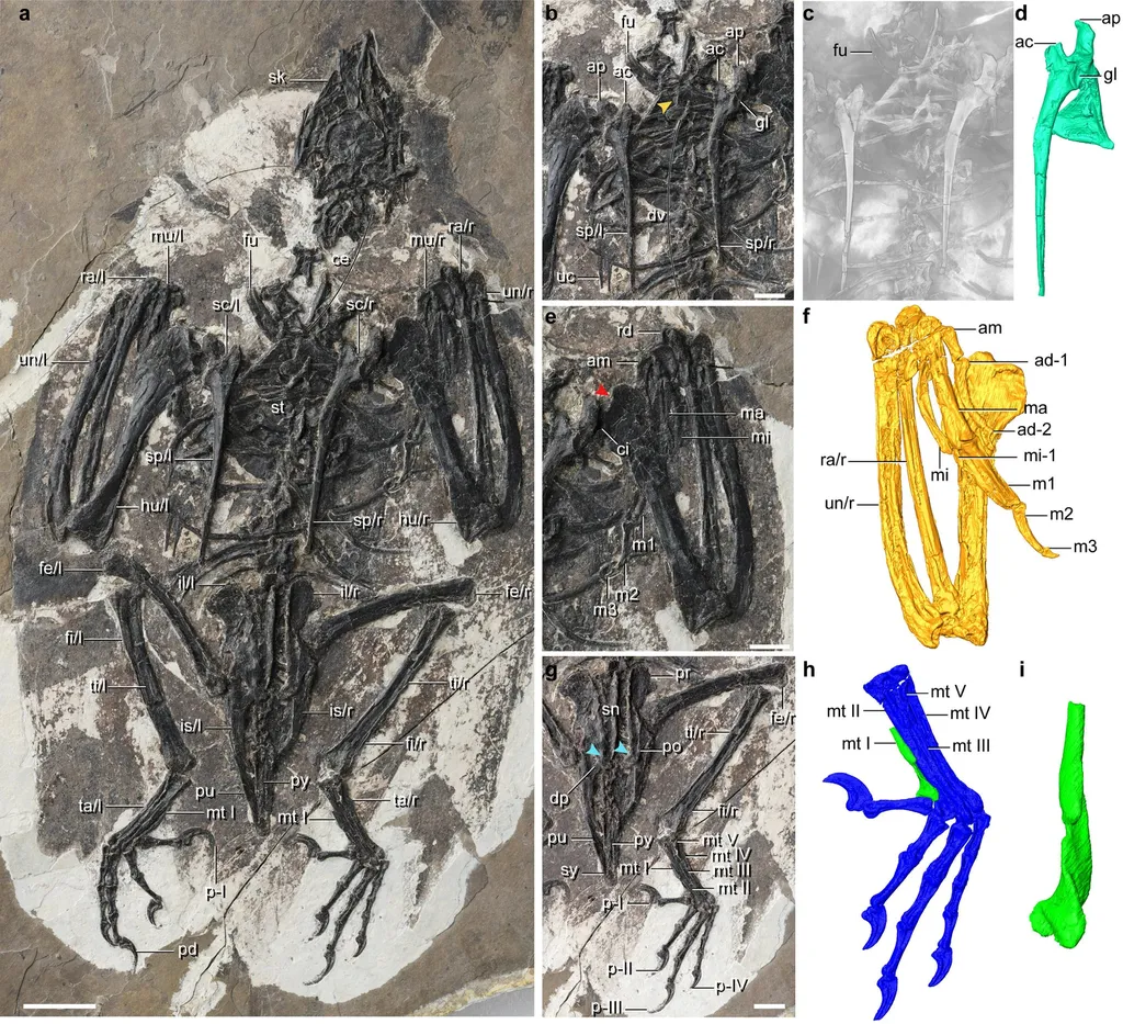 Fóssil do pássaro com algumas de suas características únicas, um híbrido entre ave e dinossauro (Imagem: Li et al./Nature Ecology & Evolution)