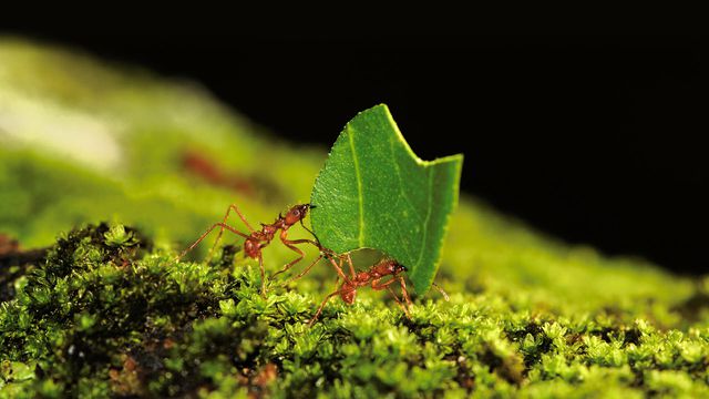 Cientistas criam formigas mutantes para estudar seu comportamento