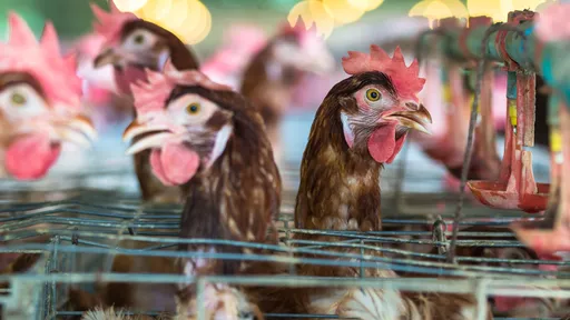 Granjas de frango podem ser a origem da próxima pandemia; entenda 