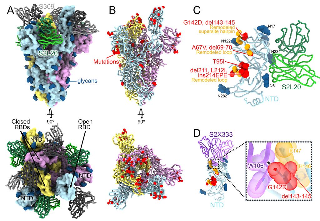 Mutações da Ômicron aumentam risco de reinfecção e facilitam fuga de anticorpos (Imagem: Reprodução/Veesler et al., 2022/Science)
