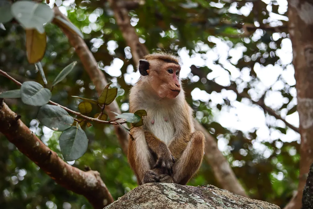 Vírus ebola pode permanecer por meses em macacos, mesmo após a cura (Imagem: Reprodução/Furmanphoto/Envato Elements)