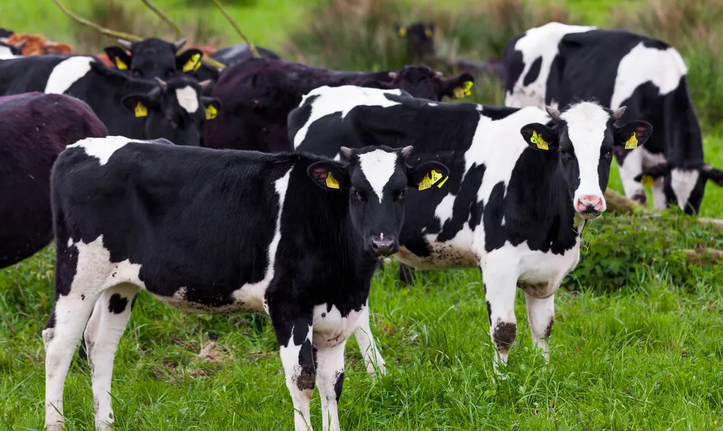 Cientistas chineses clonam vacas capazes de dar 18 toneladas de leite ao ano (Imagem: EwaStudio/Envato)