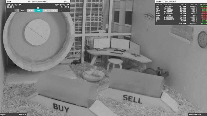 Conheça Mr. Goxx, o hamster alemão que está lucrando com criptomoedas