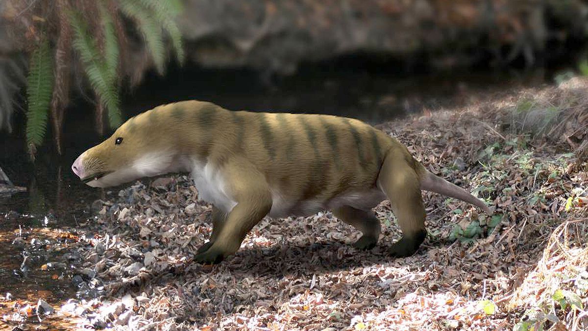Cientistas descobrem 28 novos mamíferos nas Filipinas – DW – 20/07