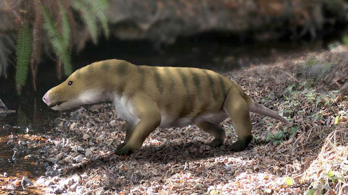 Novo Ancestral Argentino Dos Mam feros Descoberto Com M quina De 