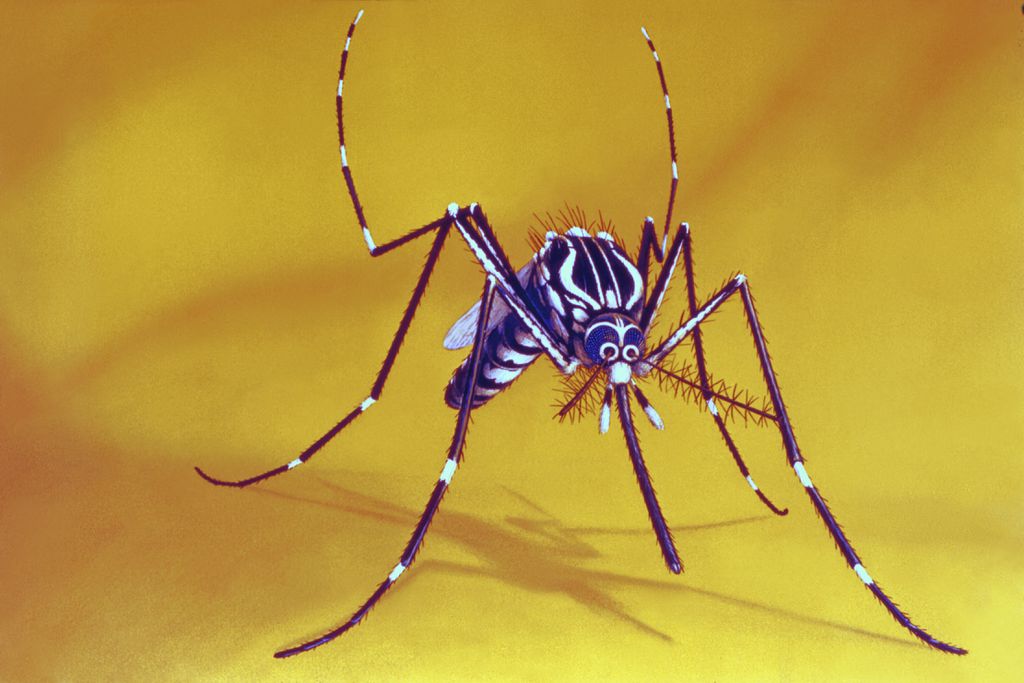 Saiba identificar as listras brancas no corpo do mosquito da dengue (Imagem: CDC/ Harry D. Pratt)