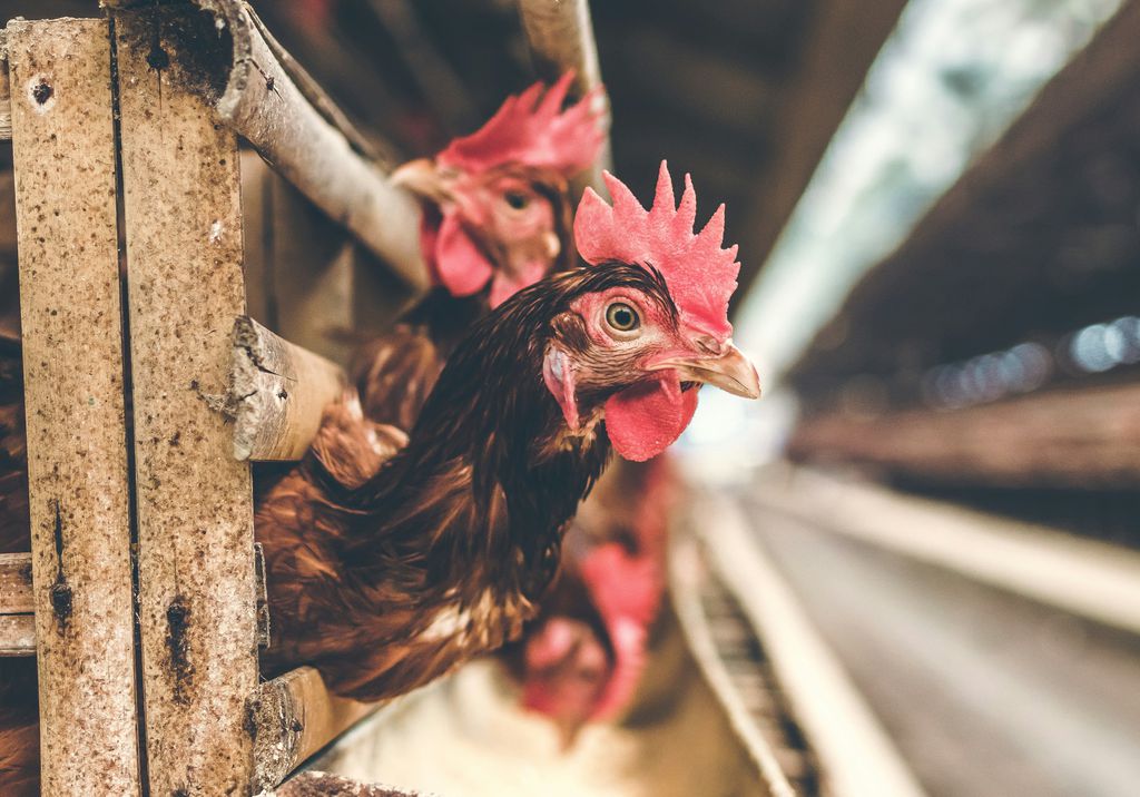 A gripe aviária é transmitida de aves selvagens para populações domésticas, e costuma afetar mais os tratadores dos animais (Imagem: Artem Beliaikin/Unsplash)