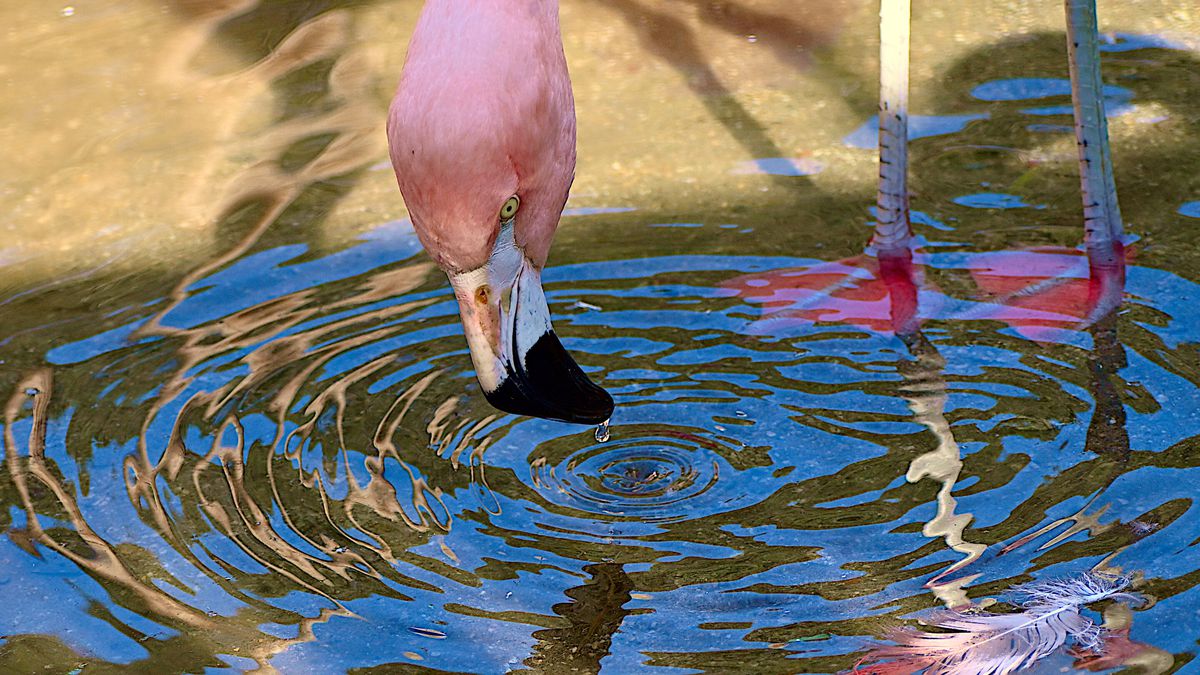 Flamingos tem jeito de caçar curioso com redemoinho na água para capturar presas