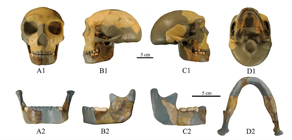 Fósseis do crânio e da mandíbula do hominínio desconhecido, apelidado de HLD 6 (Imagem: Wu et al./Journal of Human Evolution)