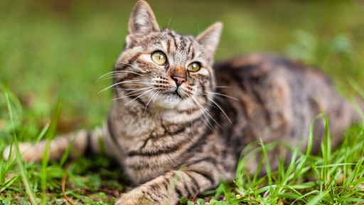 Por que tantos gatos são listrados?