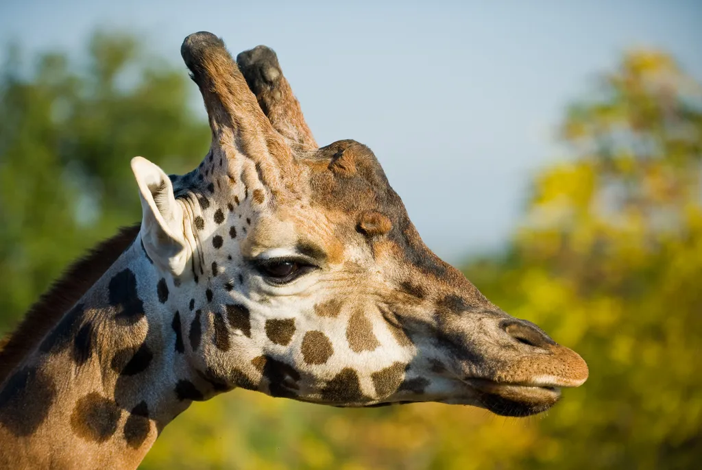 Cabeça de uma girafa exibindo os ossicones, protuberâncias utilizadas em brigas entre indivíduos da mesma espécie (Imagem: Stefan Krause/CC-BY-S.A-3.0)