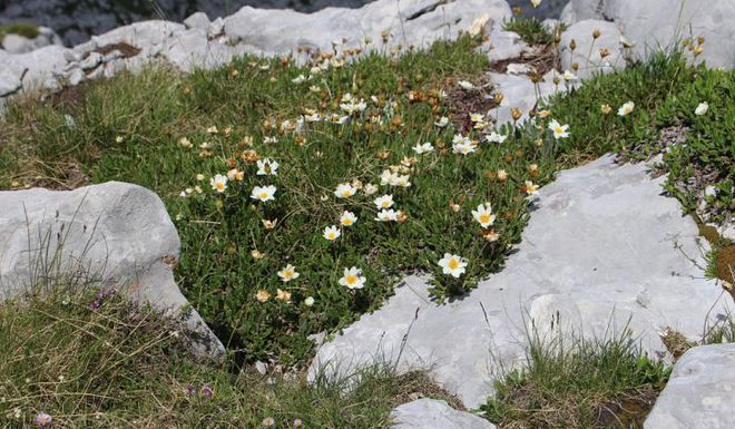 O período do Younger Dryas recebeu o nome da Dryas Octopetala, uma flor silvestre cujas folhas prosperam no frio e se tornaram comuns durante a época do resfriamento (Foto: Shutterstock)