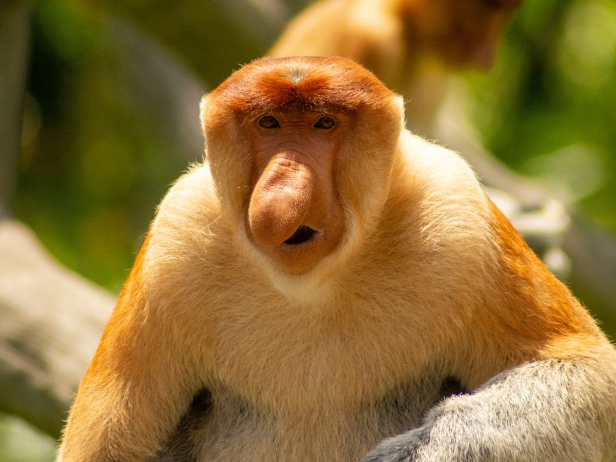 N Raro Animais Muito Raros No Mundo