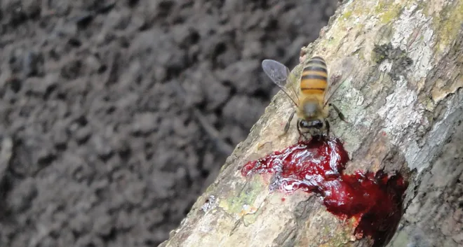 Além de abelhas, besouros são parte da produção da própolis vermelha (Imagem: Reprodução/Jean Carvalho/Agência Fapesp)