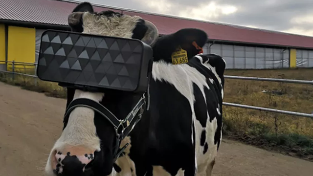 Por que vacas estão usando óculos de realidade virtual na Rússia?