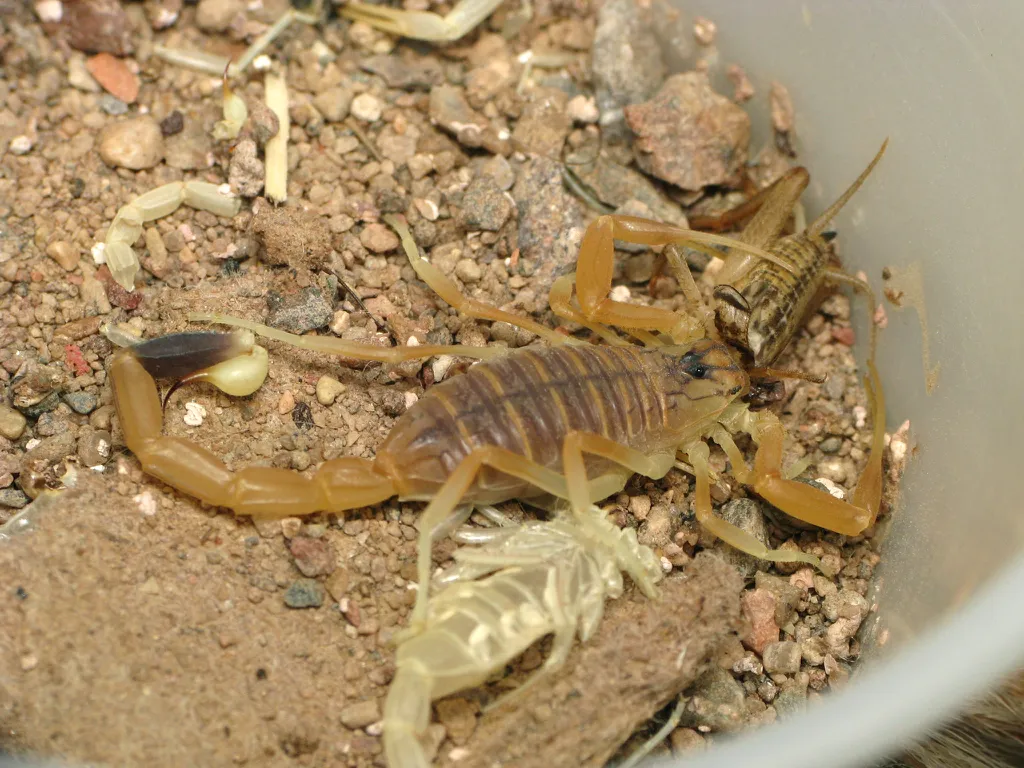 O escorpião mais venenoso do mundo é o escorpião amarelo da Palestina (Imagem: Anatolii Kokoza/Wikimedia Commons/CC)