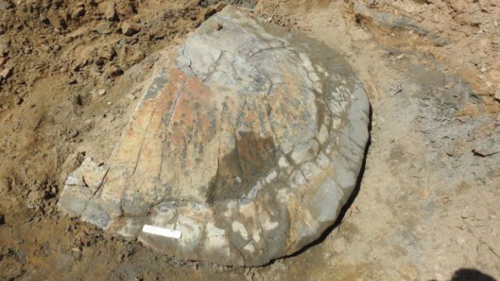 Fóssil de tartaruga gigante