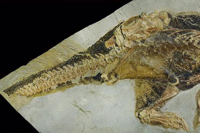 Sexo animal: fóssil de genital de dinossauro sugere como eles acasalavam
