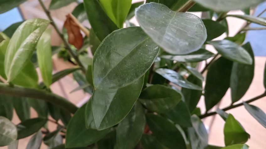 Teste câmera x1 Tecno Spark 30C