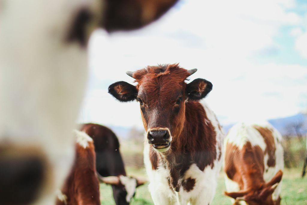 Vaca
