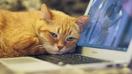 Dia Mundial do Gato | Os bichanos também podem ser tech