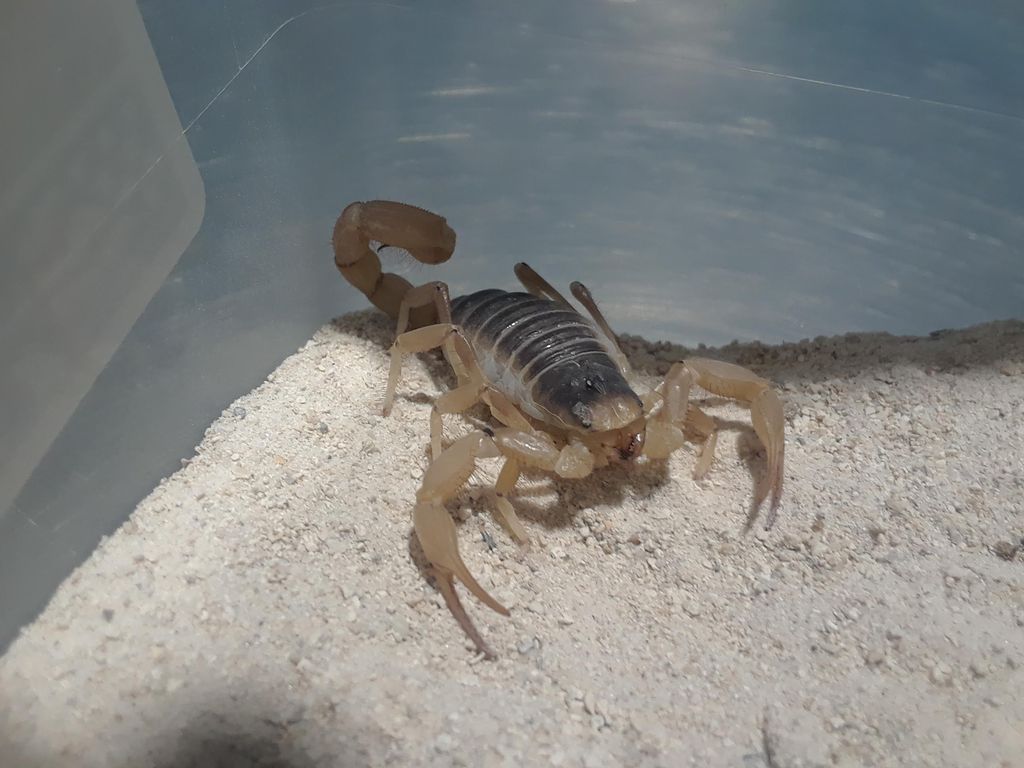 Espécie de escorpião Hadrurus arizonensis (Imagem: Jbjensen1/Wikimedia Commons) Espécie de escorpião Hadrurus arizonensis (Imagem: Jbjensen1/Wikimedia Commons)