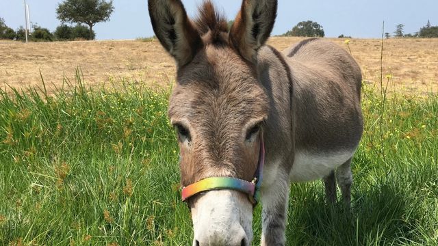  Barron Park Donkeys/Divulgação