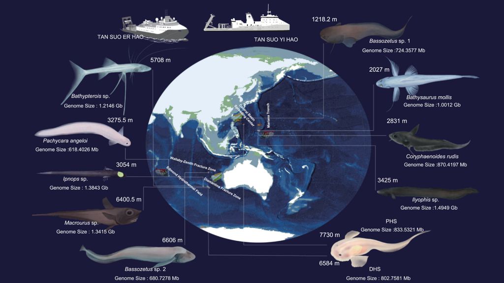 A imagem mostra a distribuição dos peixes abissais estudados pelos cientistas — eles evoluíram para aguentar o fundo do mar a partir do mesmo gene, Rtf1 (Imagem: Xu et al./Cell)