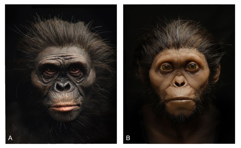 Australopitecos Lucy e Taung têm rostos reconstruídos de forma bem mais precisa