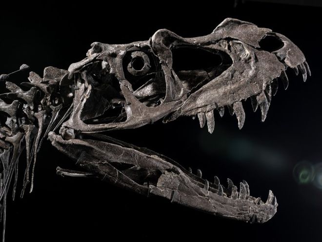 Crânio de Ceratosaurus 