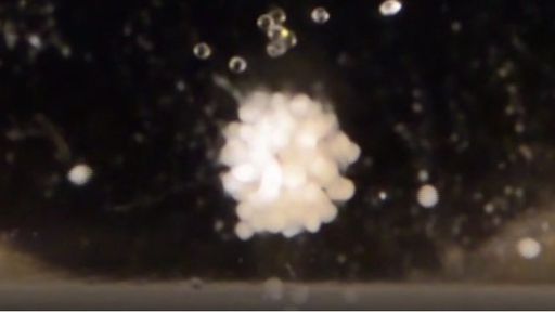 Cartilagem humana é criada no espaço pela primeira vez por cosmonauta na ISS