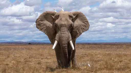Oi? Cocô de elefante trata COVID-19? Namíbia emite alerta para venda de fezes