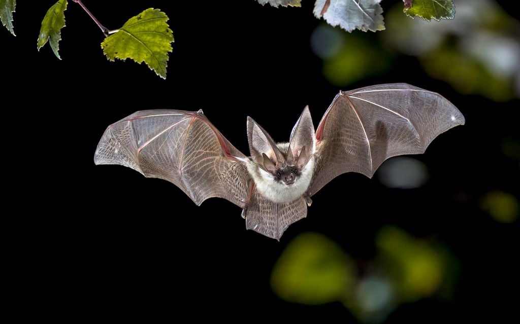 No caso dos morcegos, as fêmeas costumam ser maiores que os machos (Imagem: CreativeNature_nl/envato)
