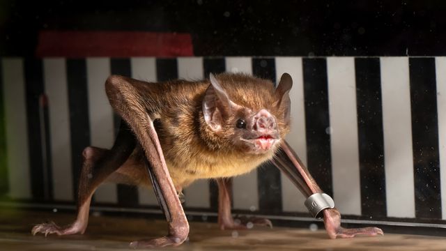 Rossi et al, 2024/Biology Letters
