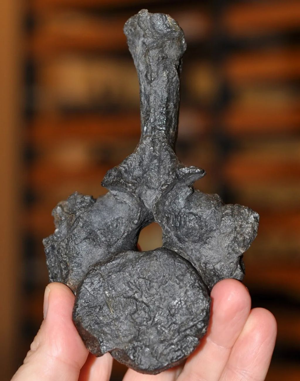 Scienziati neozelandesi hanno scoperto il fossile più antico di un rettile marino dell'emisfero australe, appartenente a... 