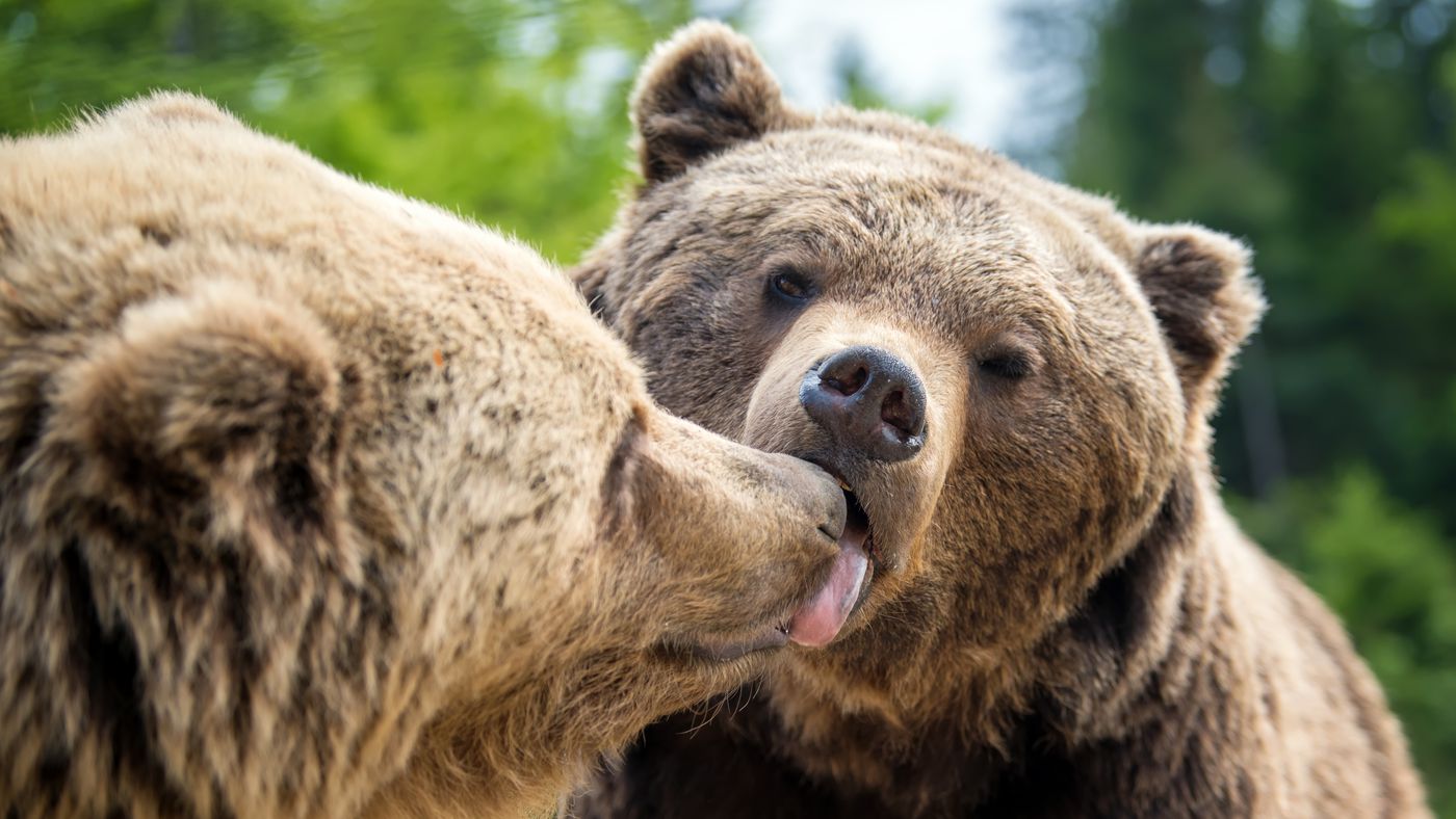 Os 5 rituais de acasalamento mais bizarros do mundo animal