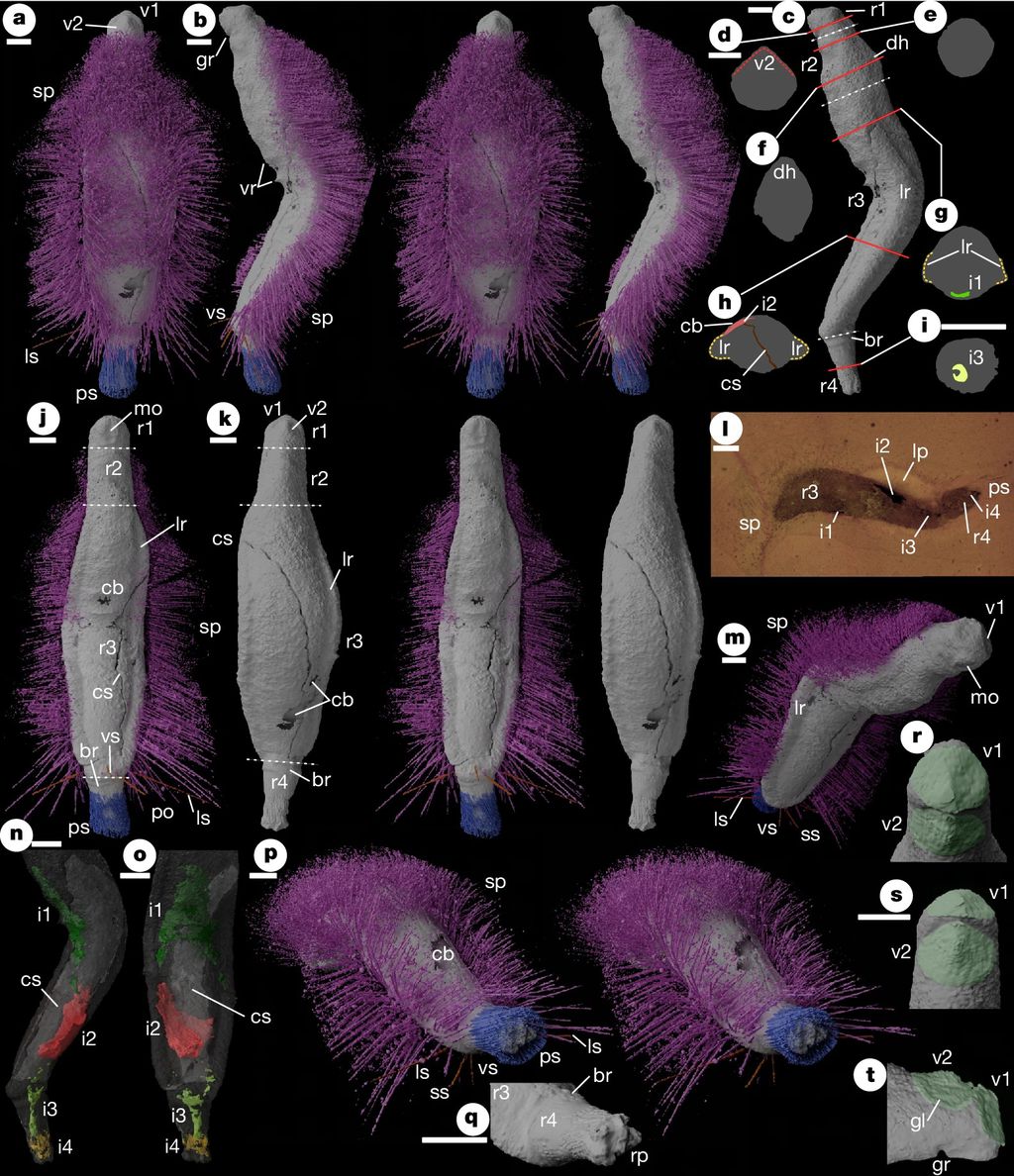 Análises de Emo mostraram que seu corpo era adaptável e único, bem como os membros da subcultura à qual o nome foi associado (Imagem: Sutton et al./Nature)