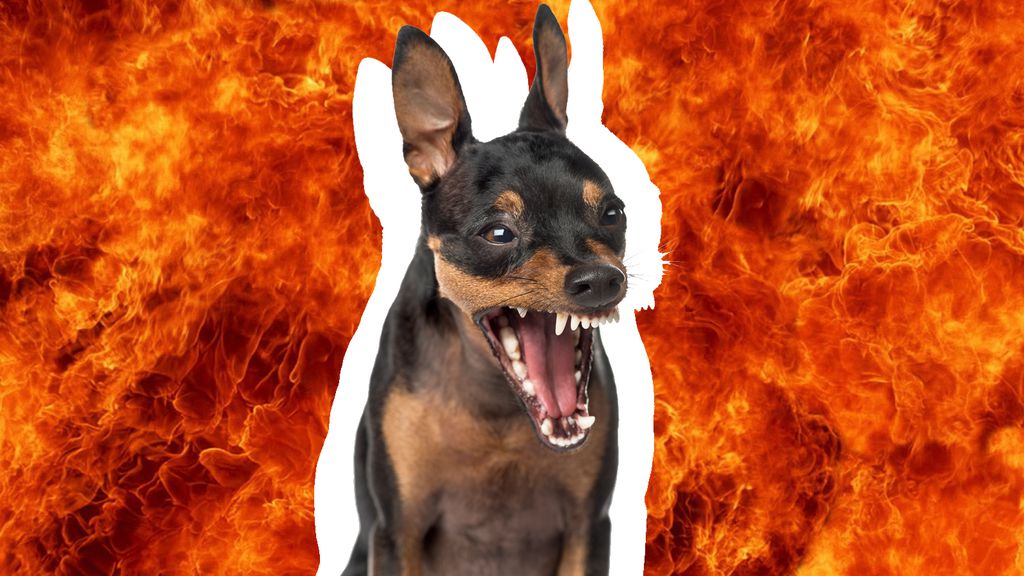 Por que cachorro pinscher é tão bravo? Canaltech
