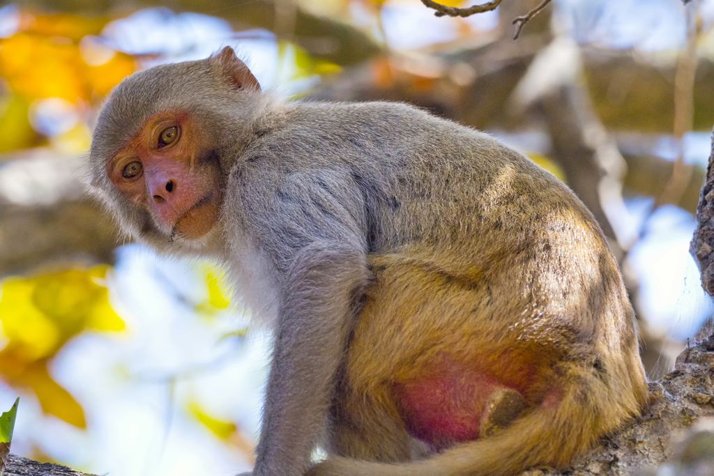 Sistema imunológico dos macacos rhesus pode ser a chave de vacina contra a esquistossomose (Imagem: Reprodução/AlbertoCarrera/Envato Elements)