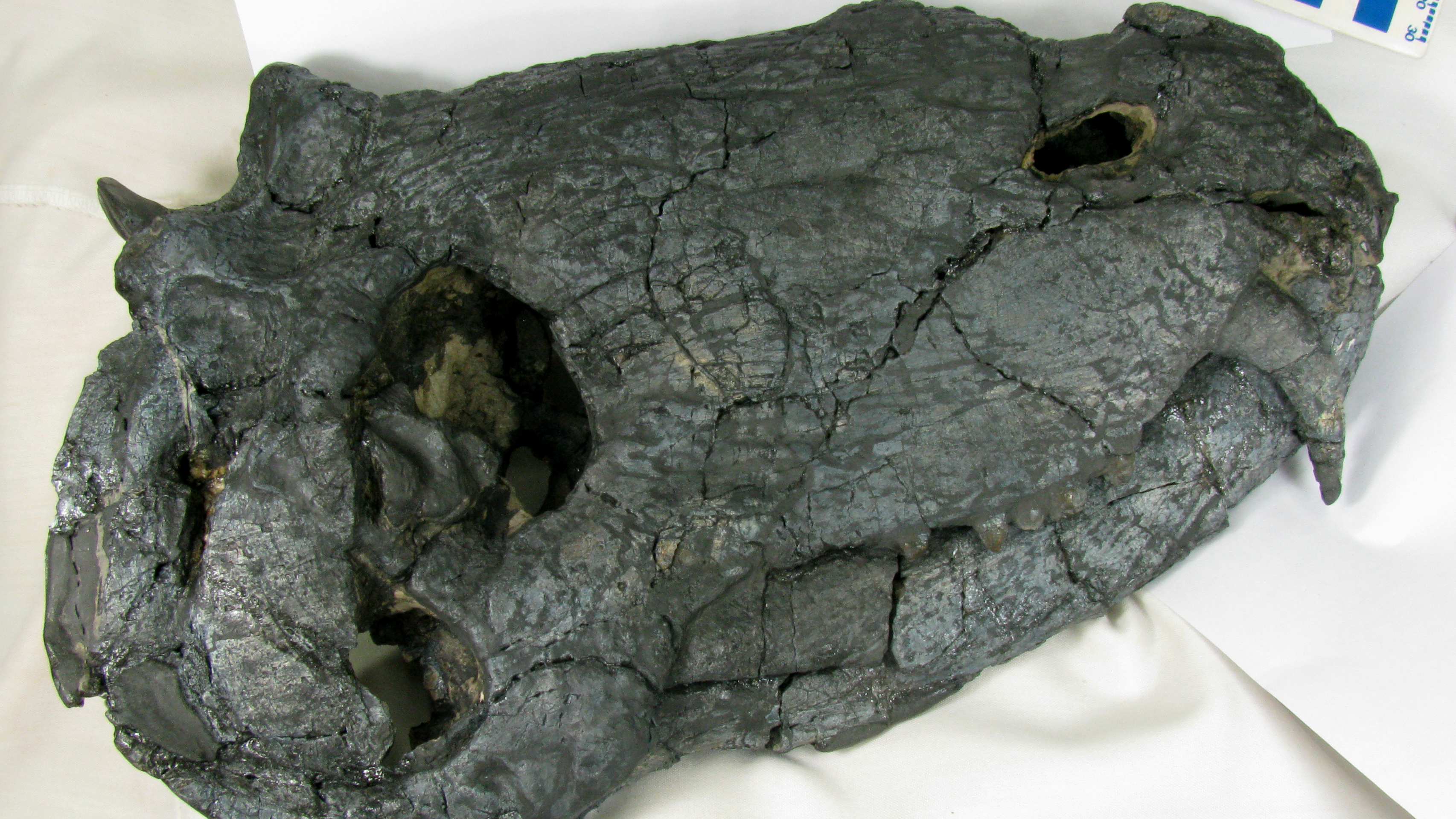 Cráneo de un ancestro depredador de los dinosaurios descubierto en Brasil