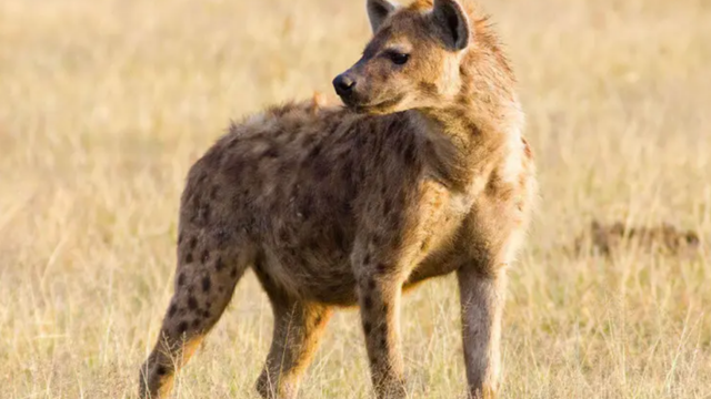 Reprodução/Animalia