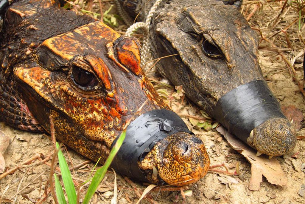 Foto comparativa entre os dois grupos de crocodilo-anão: note como o da esquerda é mais alaranjado do que o seu primo, das florestas, à direita (Imagem: Olivier Testa/CC BY-SA 3.0)