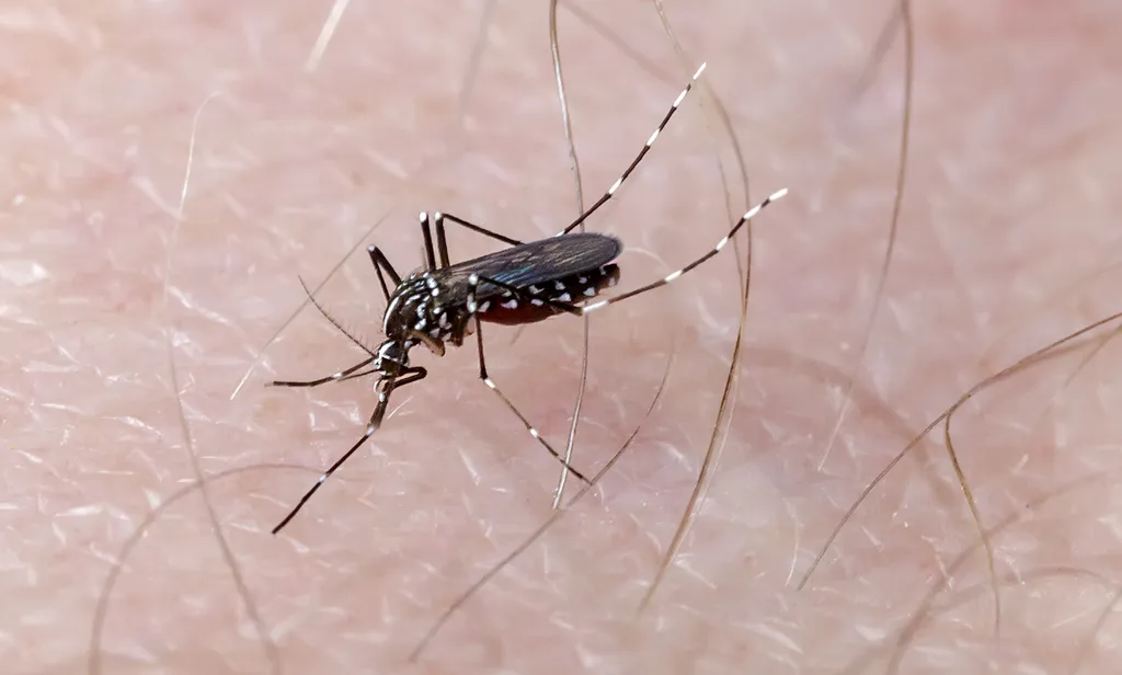 Cientistas infectam mosquito da dengue com a bactéria Wolbachia e impedem que inseto transmita a doença para humanos (Imagem: EdVal/Envato)