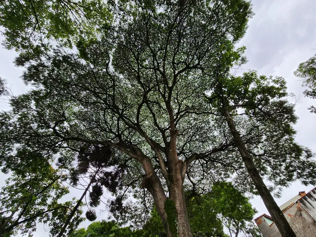 Foto da c&acirc;mera do Galaxy S22